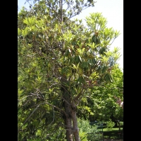 Rhododendron arborescent - Rhododendron arboreum (01)